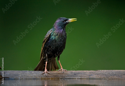 Spreeuw, Common Starling, Sturnus vulg photo