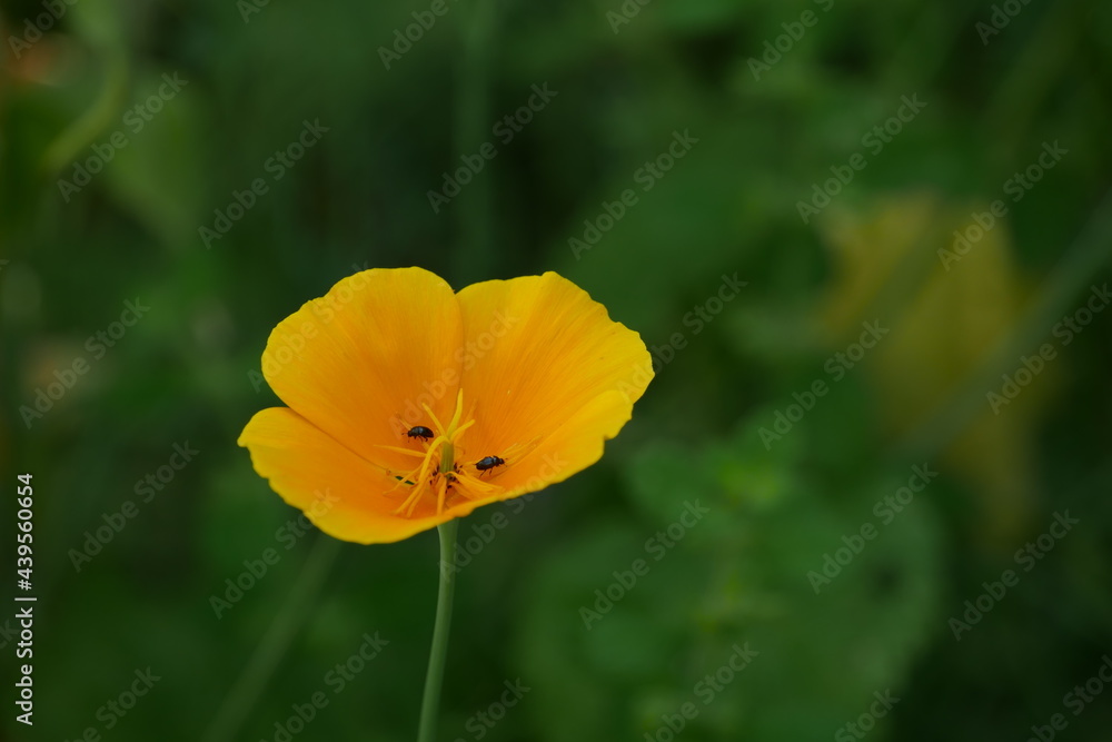 chinesischer Mohn chinesischer Mohn