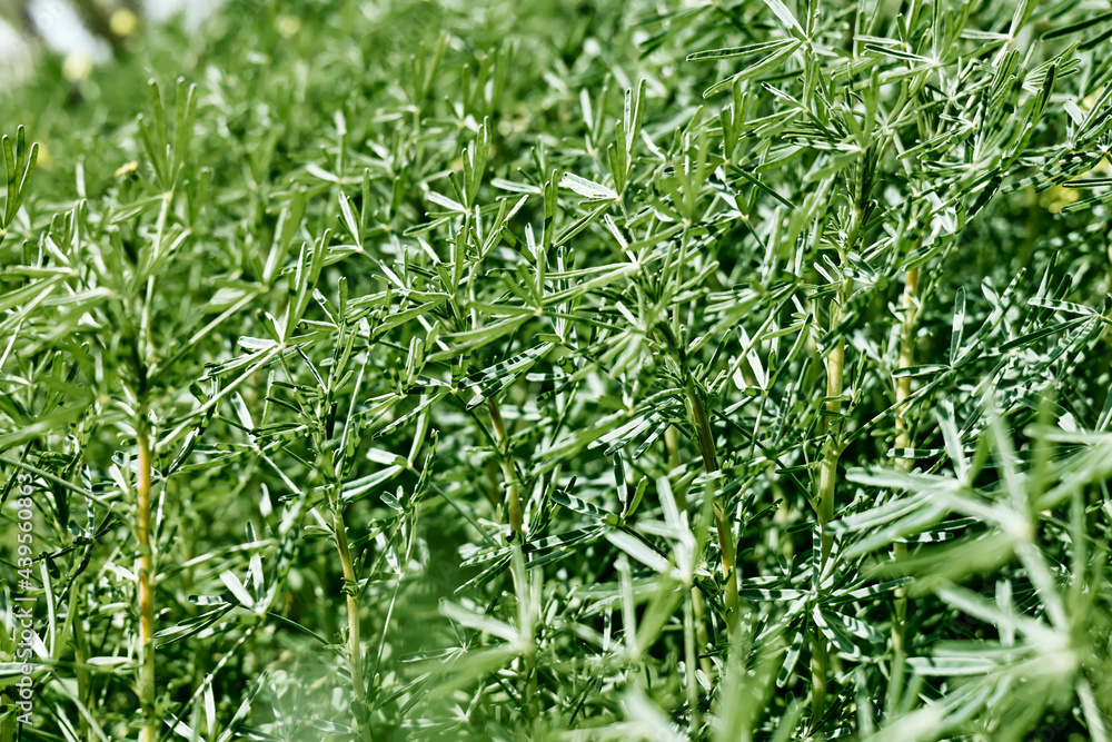 Beautiful decorative green grass as element of landscape design. Gardening, greenery. Home garden. Beautiful foliage in green color. Nature background for your design. Selective focus. Beautiful decorative green grass as element of landscape design. Gardening, greenery. Home garden. Beautiful foliage in green color. Nature background for your design. Selective focus.