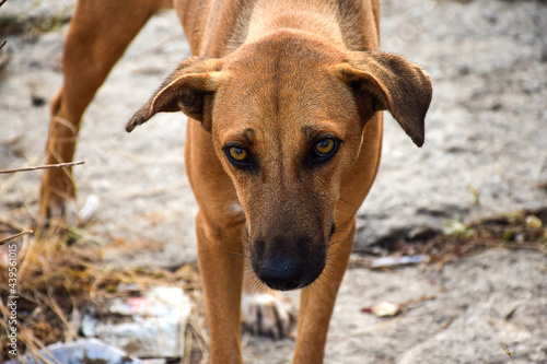 Stock photo of hungry and innocent brown color street dog roaming on the street and looking at the camera at Chittapur , Karnataka India. photo