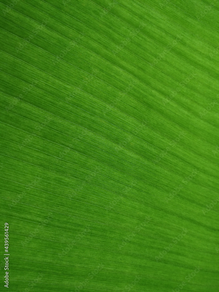 Banana green leaf texture background. Texture background of fresh green Leaf. Green texture background for design. Banana green leaf texture background. Texture background of fresh green Leaf. Green texture background for design.