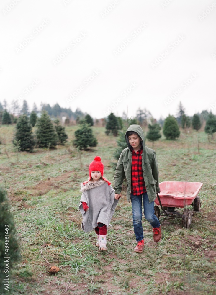 holiday family photo at christmas tree farm Stock Photo | Adobe Stock