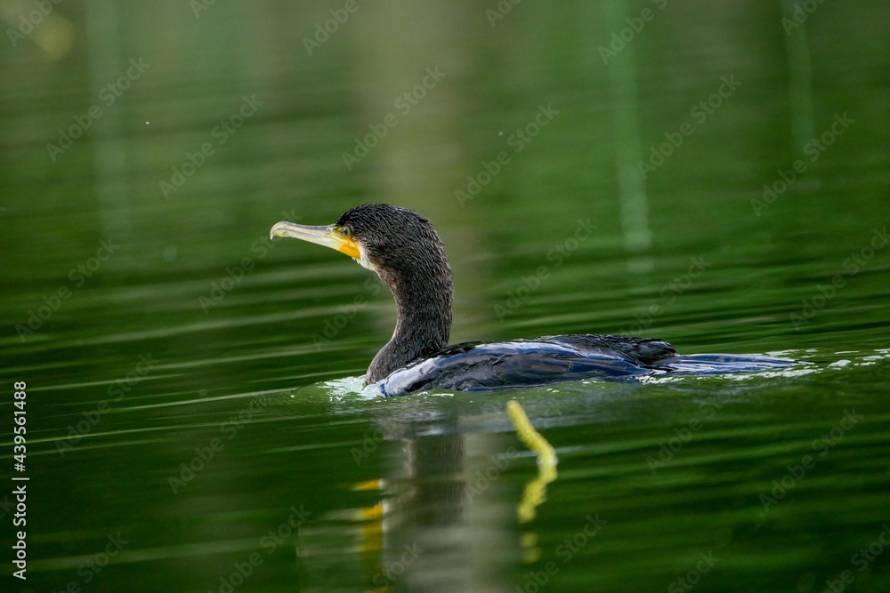 Kormoran 2 Kormoran 2
