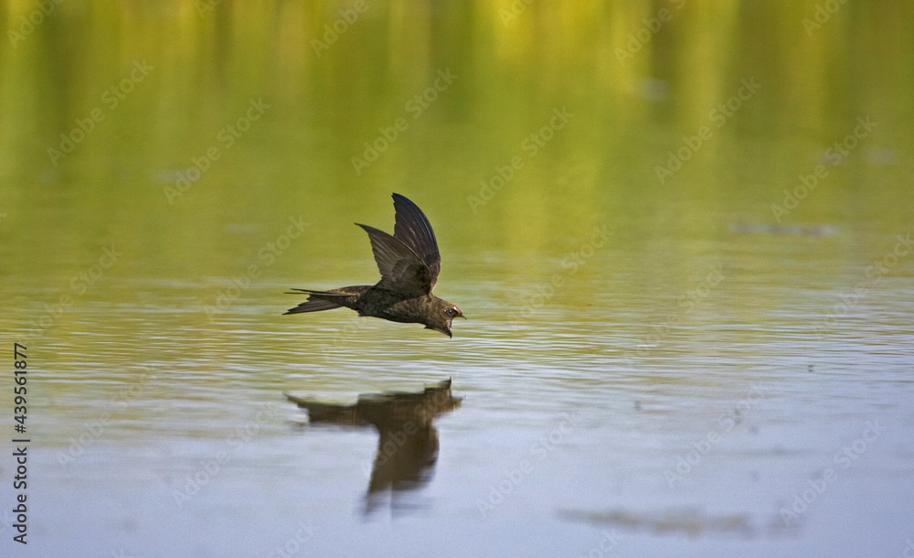 Common Swift, Gierzwaluw, Apus apus Common Swift, Gierzwaluw, Apus apus