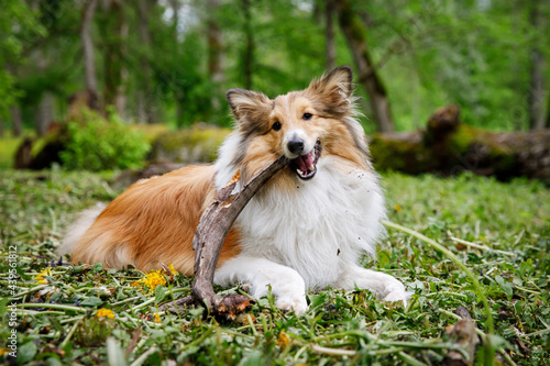 Dog holding a stick in the forest.
