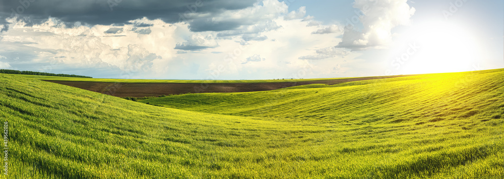 panoramic view of plowed field and a field of winter wheat in the hilly terrain with cloudly sky of Ukraine