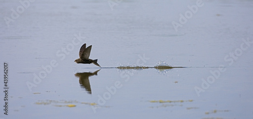 Common Swift, Gierzwaluw, Apus apus photo