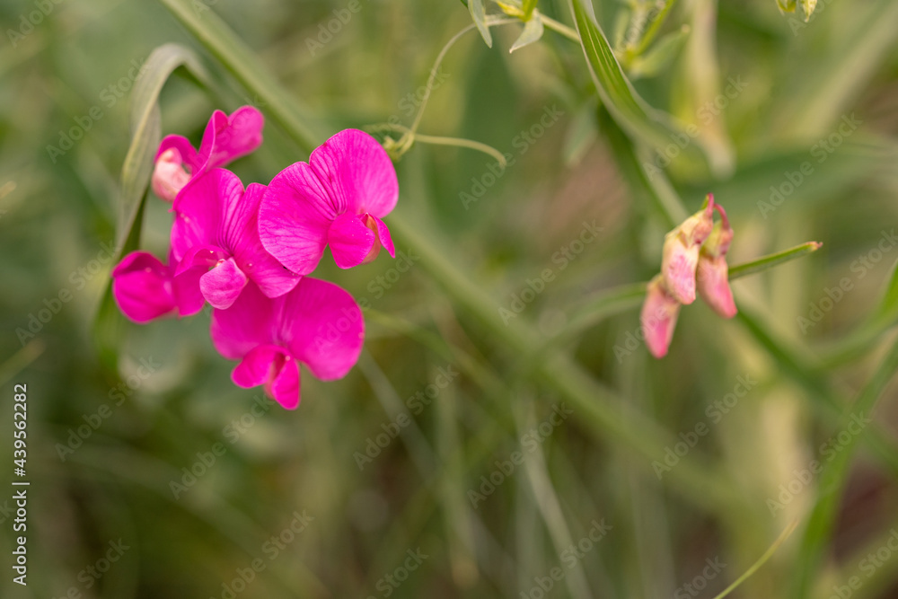 Pink flower macro, field flowers close up Pink flower macro, field flowers close up