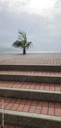palm tree on the beach