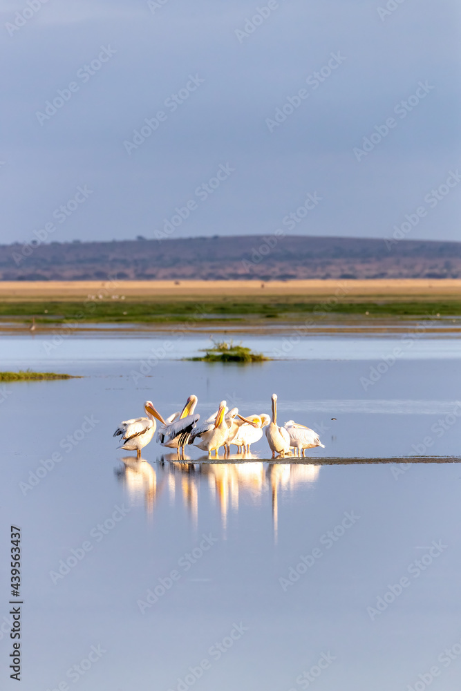 Flock of great white pelicans in the shallows of Lake Amboseli