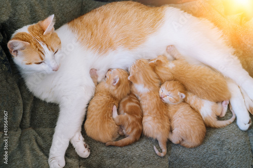 Newborn baby red cat drink their mother's milk. Cat feeding small cute ginger kitten. Domestic animal. Sleep and cozy nap time. Comfortable pets sleep at cozy home  © olenap
