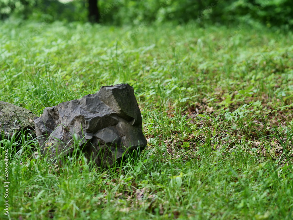 Obraz premium grass on the ground