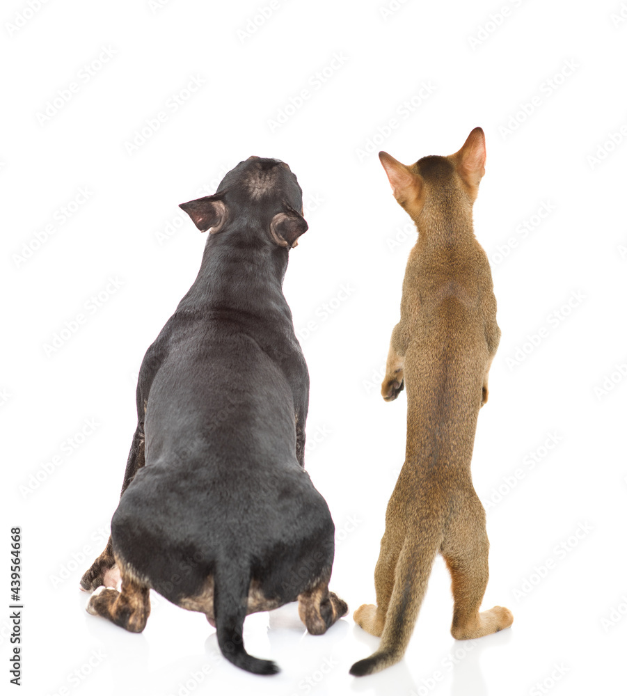Fototapeta premium Abyssinian cat stands on hind legs near a miniature bull terrier dog in back view. Pets look up together. isolated on white background
