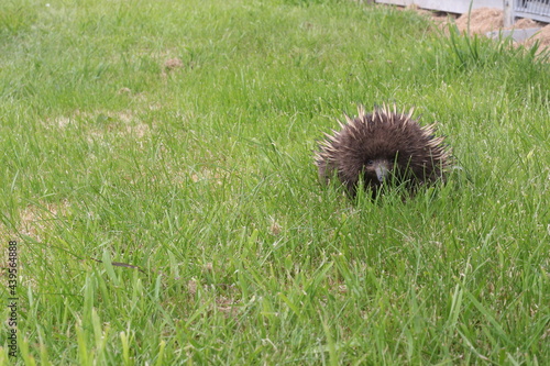 hedgehog in the grass photo