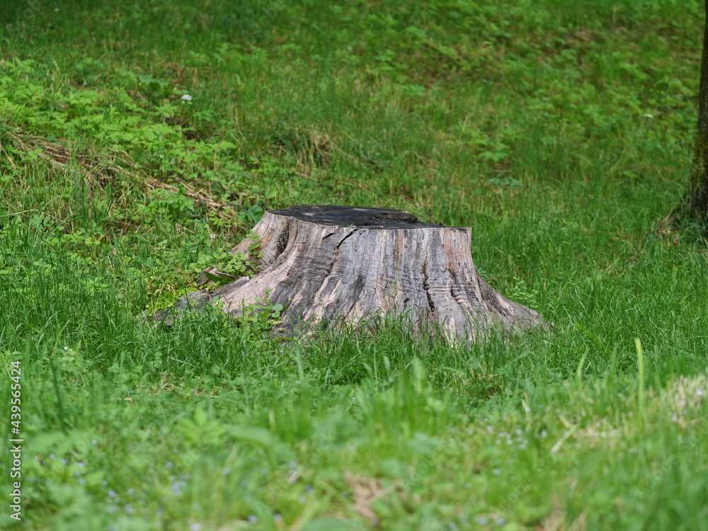 Obraz premium stump in the forest