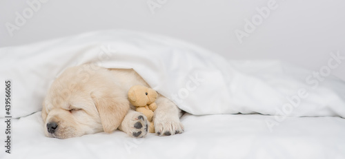Cozy Golden retriever puppy sleeps under white warm blanket on a bed at home and hugs tiny favorite toy bear. Empty space for text