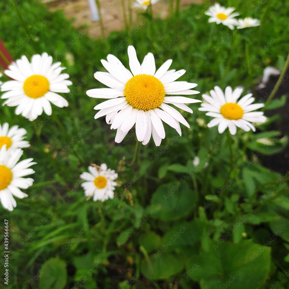 White chamomile flowers on the site. Concept: nature, flowers, spring, biology, fauna, environment, ecosystem White chamomile flowers on the site. Concept: nature, flowers, spring, biology, fauna, environment, ecosystem