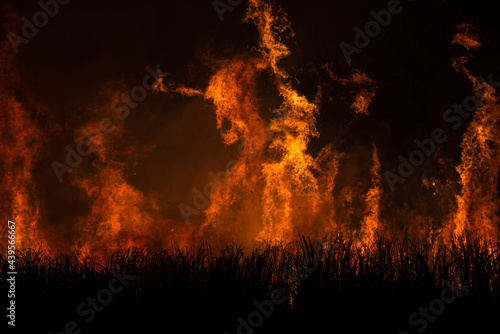 Pre-harvest burning sugarcane photo