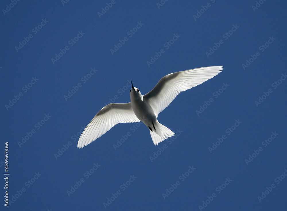 Fototapeta premium Witte Stern, Common White Tern, Gygis alba