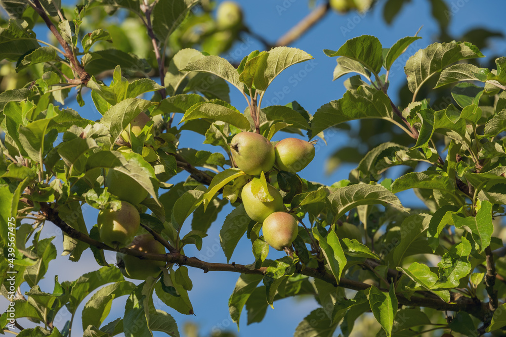 Noch unreife, wachsende Äpfel an den Zweigen eines Apfelbaums vor blauen Himmel im Hintergrund