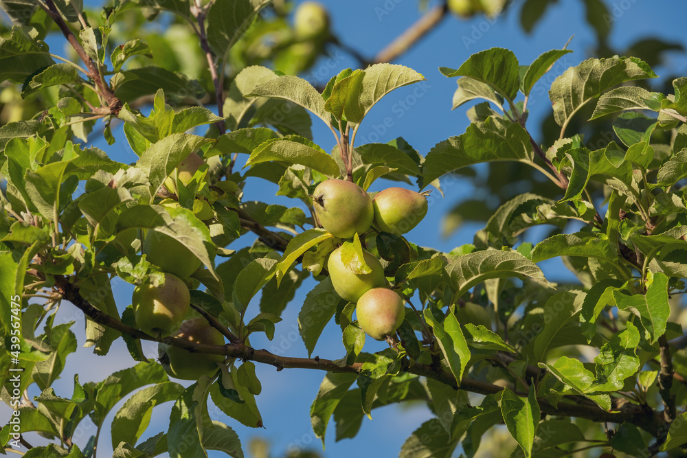 Noch unreife, wachsende Äpfel an den Zweigen eines Apfelbaums vor blauen Himmel im Hintergrund Noch unreife, wachsende Äpfel an den Zweigen eines Apfelbaums vor blauen Himmel im Hintergrund