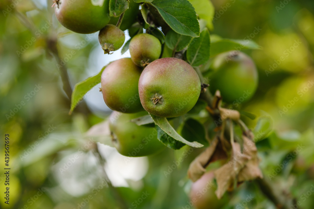 Frisches Obst: Noch unreife  Äpfel wachsen an einem Apfelbaum im Juni / Sommer