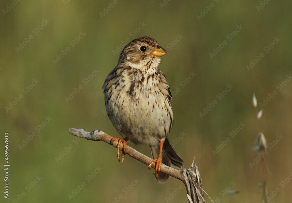 Fototapeta premium Grauwe Gors; Corn Bunting; Emberiza calandra