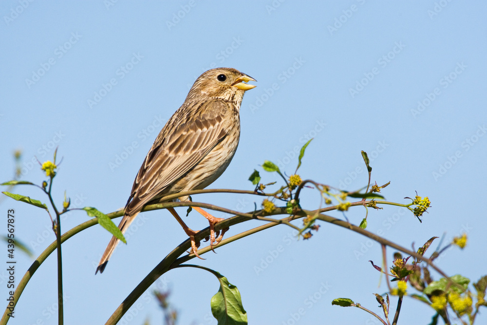 Grauwe Gors, Corn Bunting, Emberiza calandra Grauwe Gors, Corn Bunting, Emberiza calandra