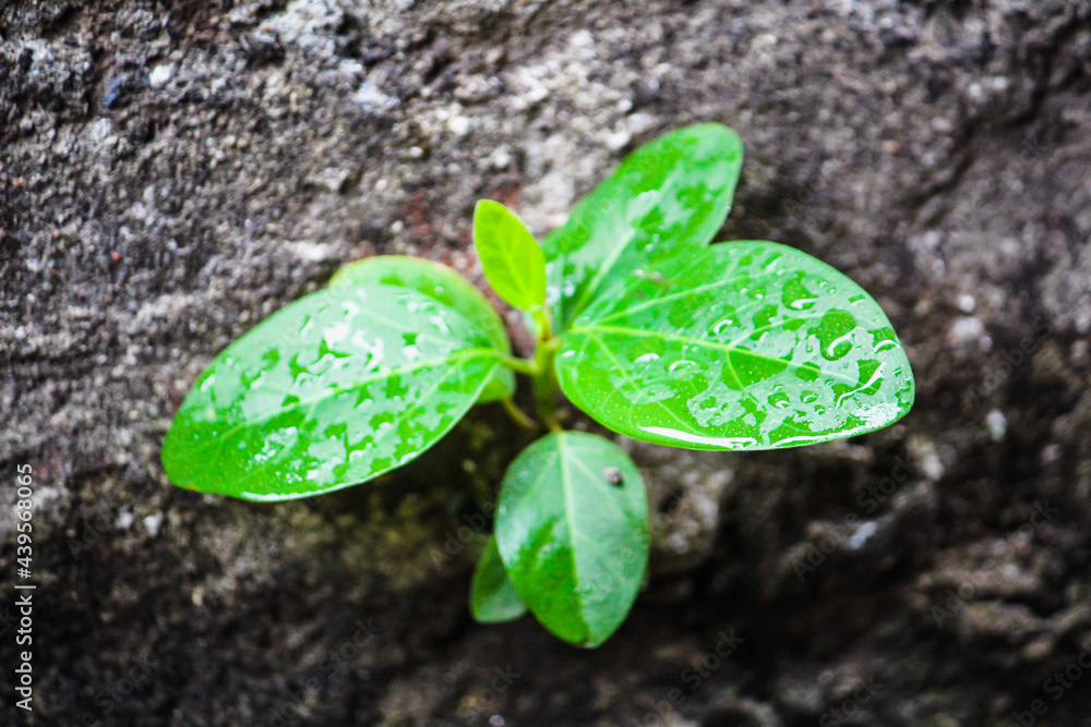 Naklejka premium four leaf clover