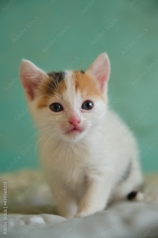 a small white kitten with red spots a small white kitten with red spots