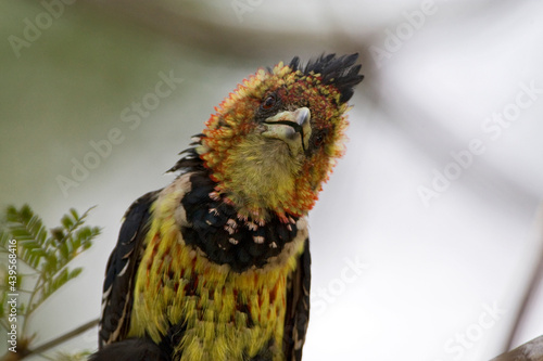 Kuifbaardvogel, Crested Barbet, Trachyphonus vaillantii photo