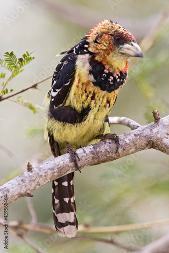 Kuifbaardvogel, Crested Barbet, Trachyphonus vaillantii photo