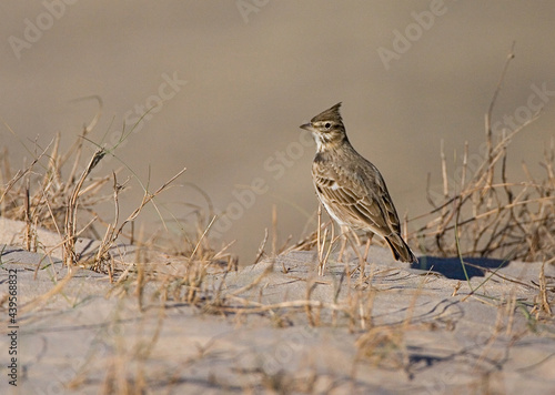 Crested Lark, Kuifleeuwerik, Galerida cristata photo