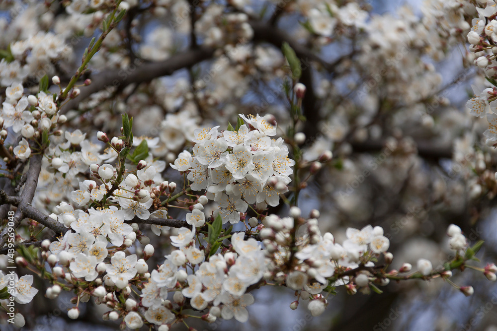 White cherry blossom in spring. Close up