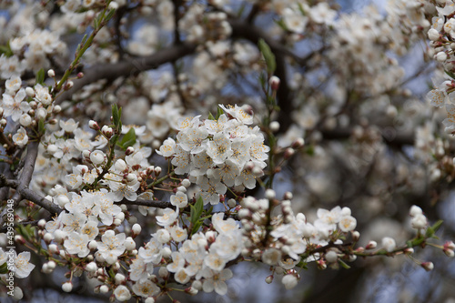 White cherry blossom in spring. Close up © fontgraf