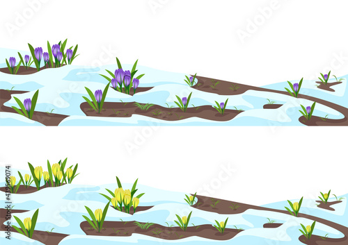 Crocuses in the snow set. The first spring flowers bloom from the snow. Beautiful spring elements background. Vector horizontal illustrations