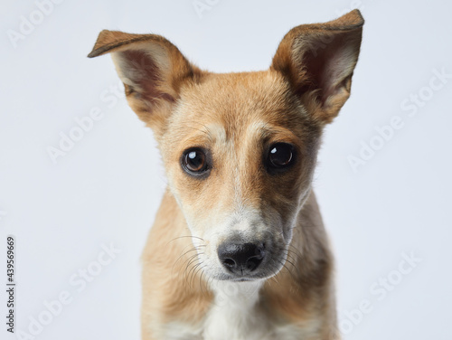 puppy with big beautiful eyes. dog on a light background, mix breed