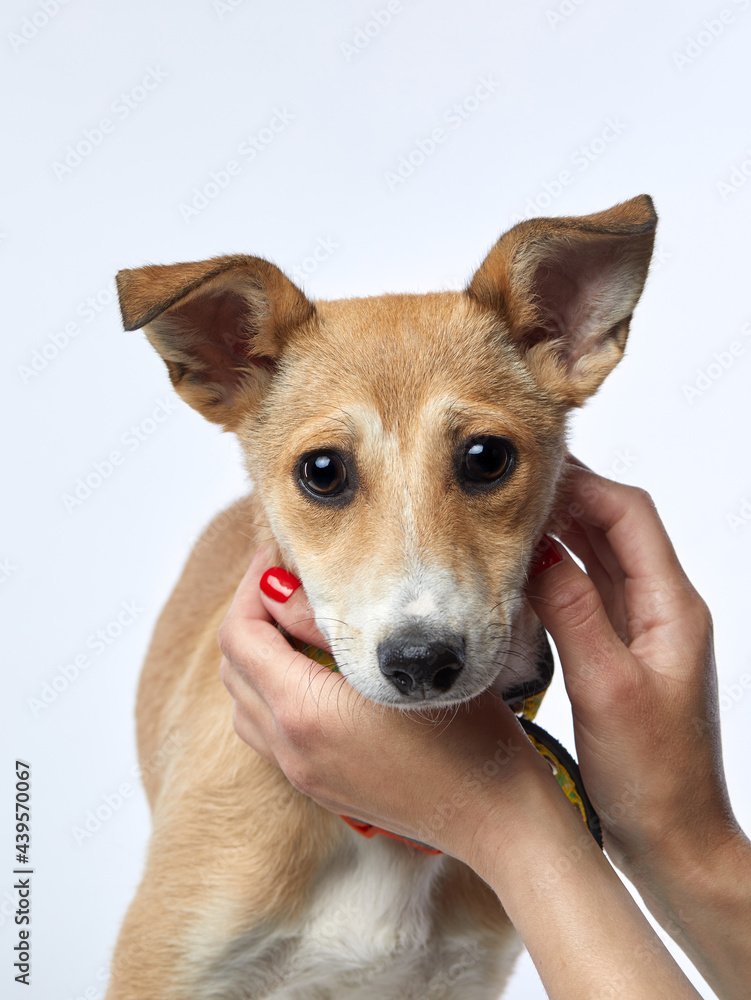 puppy with big beautiful eyes. dog on a light background, mix breed puppy with big beautiful eyes. dog on a light background, mix breed