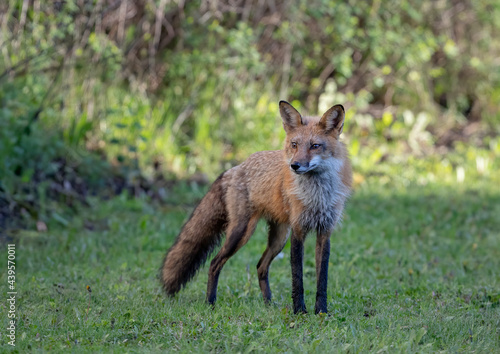Red fox with a bushy tail walking through a grassy field near Ottawa, Canada © Jim Cumming