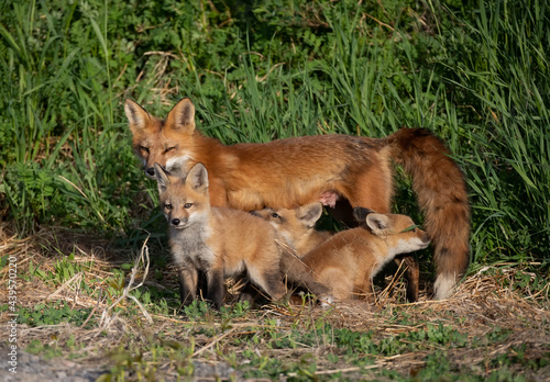 Red fox Vulpes vulpes feeding her kits in the forest in springtime in Canada  © Jim Cumming