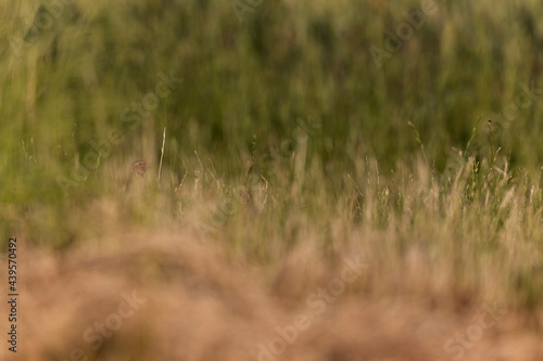 Caille des blés Coturnix coturnix mâle chanteur en plaine de Beauce, Centre, France