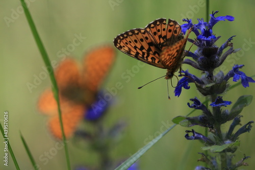Butterflies on flowers close-up outdoors.  Orange and black butterfly drinks nectar from a blue flower in sunlight.  Pearl-bordered Fritillaries are sitting on carpet bugle blue flowers. 