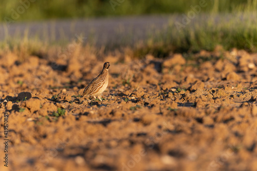 Caille des bl  s Coturnix coturnix m  le chanteur en plaine de Beauce  Centre  France