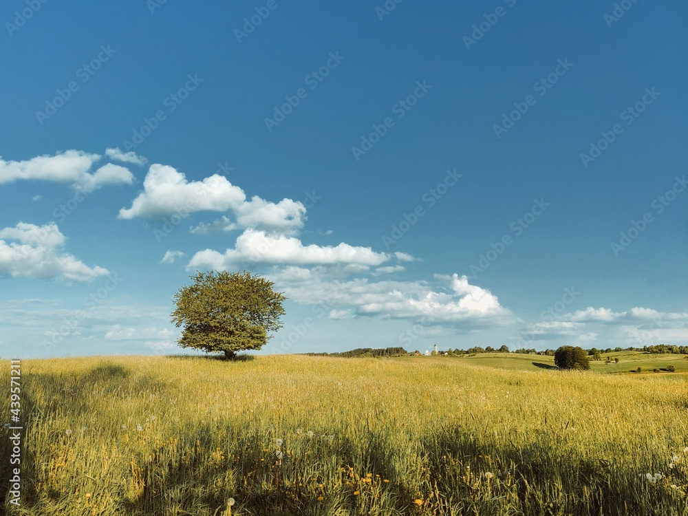 Fototapeta premium tree on a field