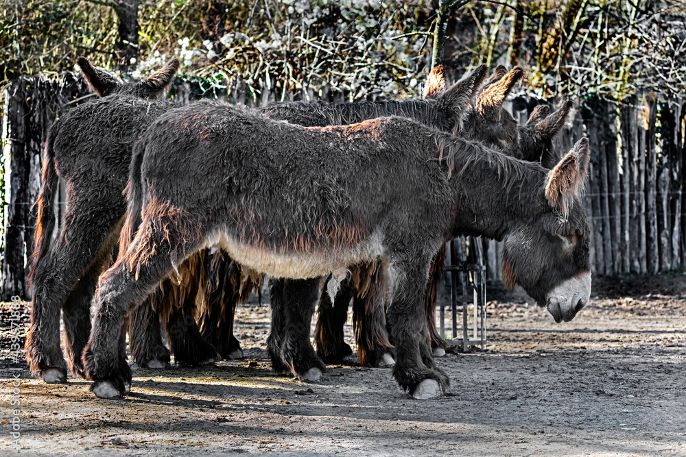 Poitou`s donkeys near the fence in itheir enclosure Poitou`s donkeys near the fence in itheir enclosure