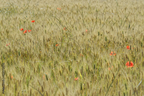 Coquelicots dans un champ de blé en été