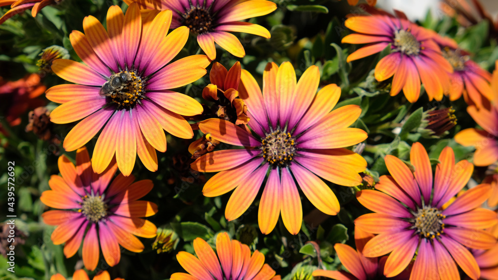 Obraz premium Sicily, Marzamemi village. Daisies enjoying the sun in the early spring days.
