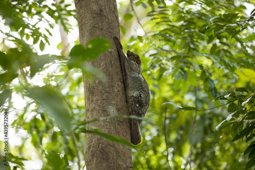 Sunda flying lemur on a tree trunk in Singaporesrainforest resting fro teh day photo