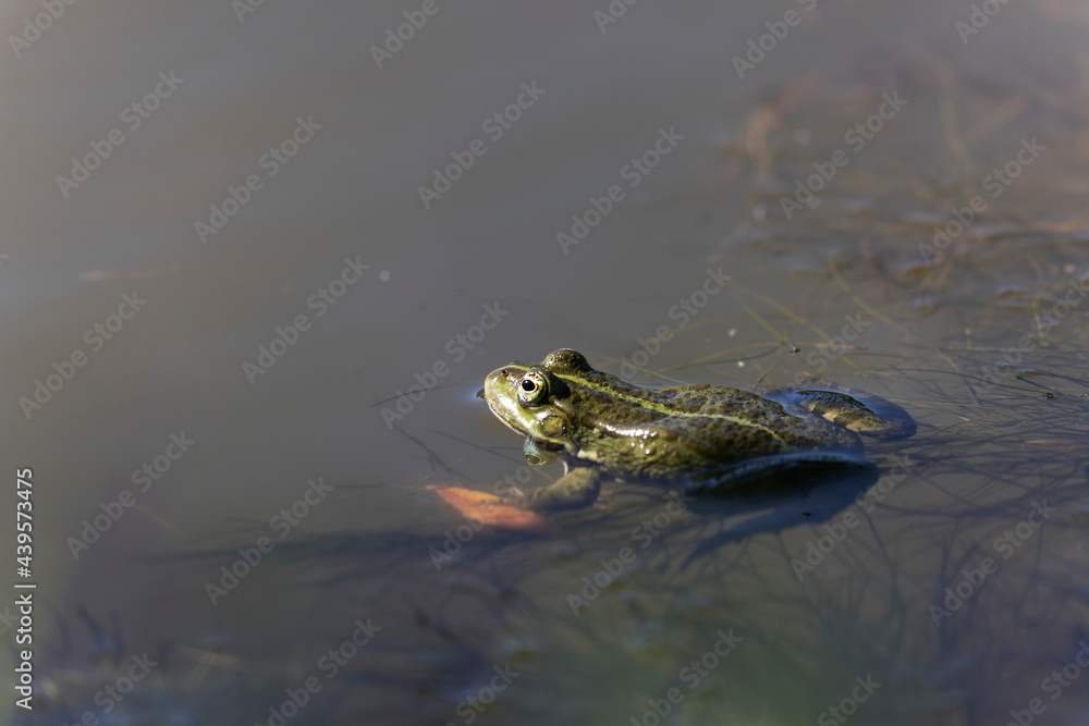 Grenouille verte Pelophylax cf. esculentus / ridibundus en gros plan Grenouille verte Pelophylax cf. esculentus / ridibundus en gros plan