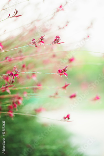 Gaura flowers photo